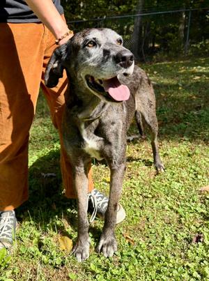 Dayna, Great Dane, senior, available for adoption