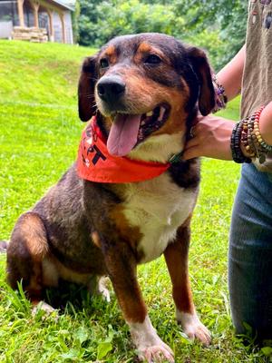 Nalu, Beagle, young, available for adoption