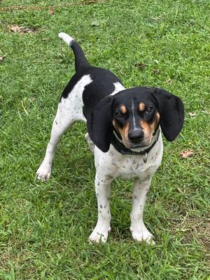 Stumpy, Beagle, adult, available for adoption