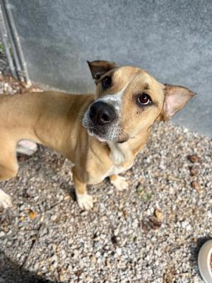 a brown and white dog looking up at the camera
