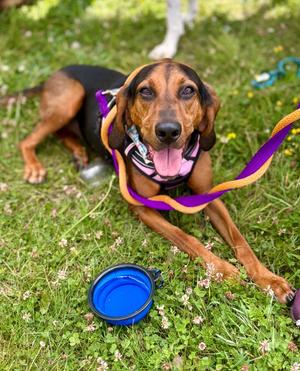 BooBear, Black and Tan Coonhound, young, available for adoption