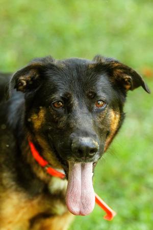 Sage, German Shepherd Dog/Australian Shepherd, adult, available for adoption