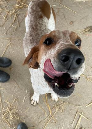 Donnie, Redbone Coonhound, senior, available for adoption