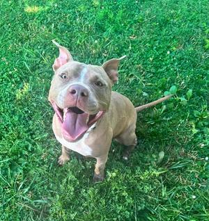 Kitty, American Staffordshire Terrier, young, available for adoption