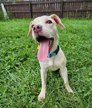 Hazel, Beagle / Yellow Labrador Retriever, young, available for adoption