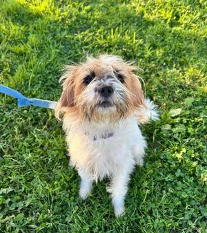 Kimmy, Jack Russell Terrier, young, available for adoption