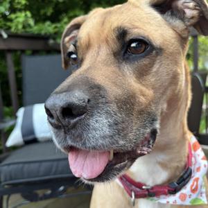 Athena, Boxer, adult, available for adoption