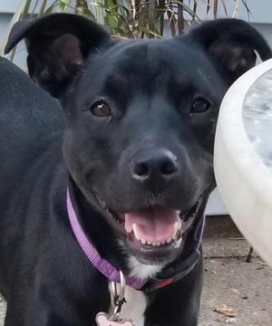 Luna, American Staffordshire Terrier, adult, available for adoption
