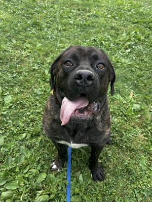 Chunk, Cane Corso, adult, available for adoption