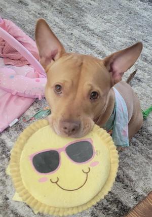 A brown dog with large ears is sitting on a carpet, holding a yellow circular toy with a smiley face and sunglasses printed on it. The dog is wearing a light blue bandana around its neck, and there is a pink blanket or fabric in the background.