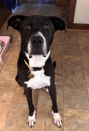 Lola, American Staffordshire Terrier / Boxer, young, available for adoption