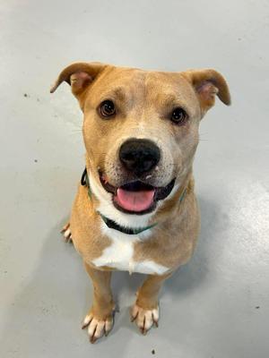Atlas, American Staffordshire Terrier, adult, available for adoption