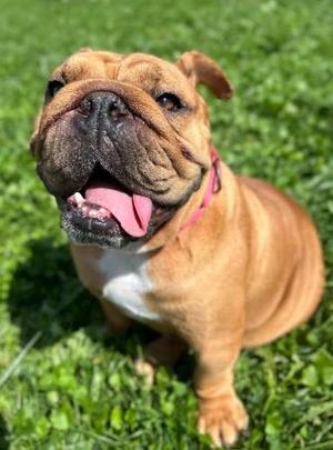 Penny, English Bulldog, young, available for adoption