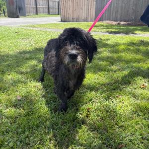 Gunner, Poodle, adult, available for adoption