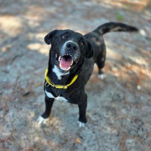 A black dog with white markings on its chest and paws, wearing a yellow collar, is standing on a dirt path and looking up with its mouth open, appearing happy.