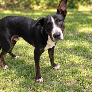 Philoctetes (Phil), Shepherd, adult, available for adoption