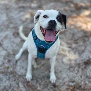 A white dog with black spots on its ears and face, wearing a blue harness, sitting on a sandy surface with its mouth open and tongue out.