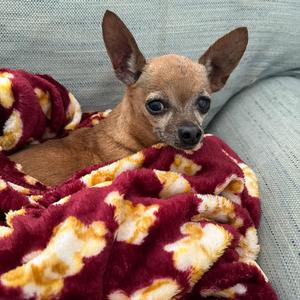 Chiquita Bonita, Chihuahua, senior, available for adoption