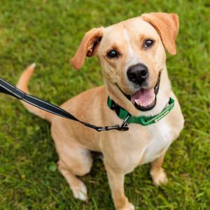 Joe, Retriever, Yellow Labrador, adult, available for adoption