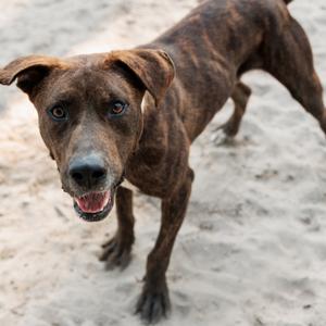 Buddy, Mixed Breed (Medium), adult, available for adoption