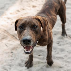 Buddy, Mixed Breed (Medium), adult, available for adoption
