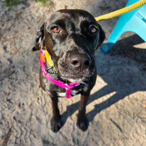 Megan Fox, Retriever, Black Labrador, adult, available for adoption
