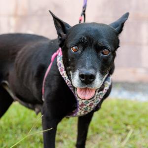 Trixie, Retriever, Black Labrador, senior, available for adoption