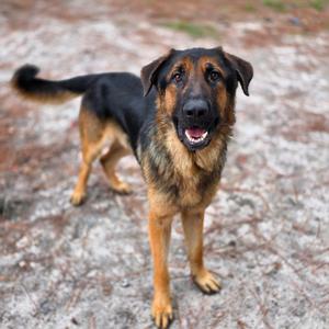 A German Shepherd dog standing on a gravel surface, looking directly at the camera with its mouth open and tongue visible.