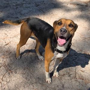 Stella, Hound, adult, available for adoption