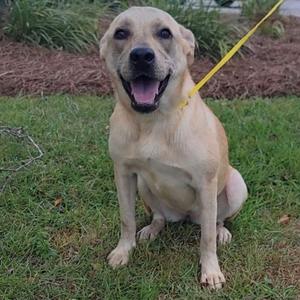 A happy yellow dog sitting on grass with a yellow leash.