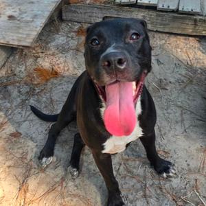 Flopsy, Retriever, Black Labrador, adult, available for adoption