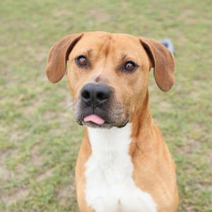 A close-up of a light brown dog with white chest fur, sticking its tongue out slightly, with a grassy background.