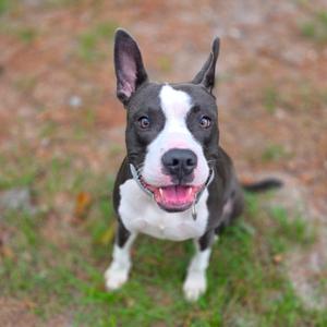 A black and white dog with perked ears and a pink tongue, sitting on grass.
