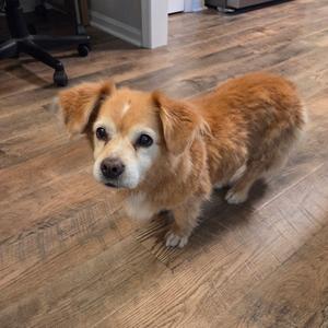 A small brown dog with floppy ears standing on a wooden floor.