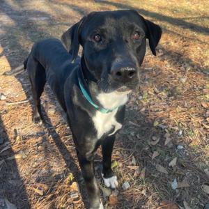 Sawyer, Retriever, Labrador, adult, available for adoption