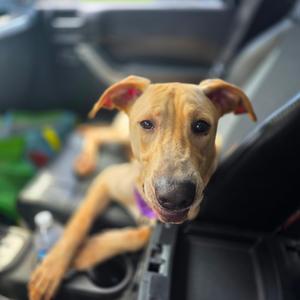 Rory, Retriever, Yellow Labrador, adult, available for adoption