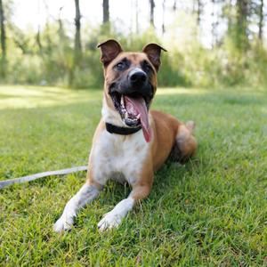 Bocelli, Shepherd, adult, available for adoption