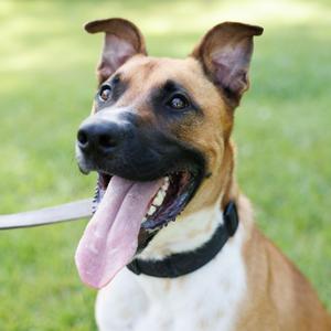 Bocelli, Shepherd, adult, available for adoption