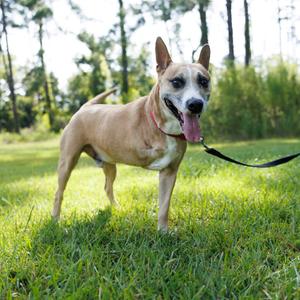 Mr Loco, Mixed Breed (Large), senior, available for adoption