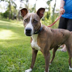 Blitzen, Retriever, Labrador, adult, available for adoption