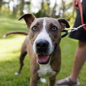 Blitzen, Retriever, Labrador, adult, available for adoption