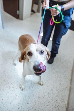 Frankenstein 2, Hound, adult, available for adoption