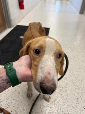 Arnold, Hound, adult, available for adoption
