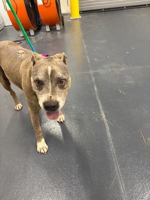 A brown dog with a white patch on its face is standing on a gray floor, looking directly at the camera with its tongue out. The dog is wearing a green leash.