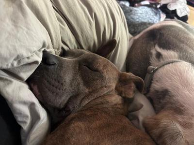 Yara 2, Pit Bull Terrier, adult, available for adoption