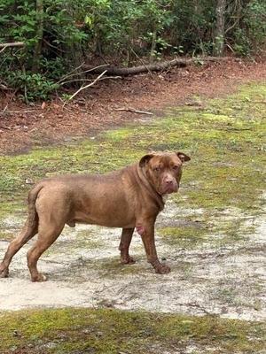 Herman (Rebel Rebel), Pit Bull Terrier, adult, available for adoption