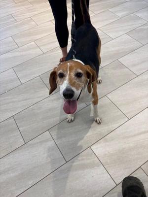Daisy, Hound, adult, available for adoption