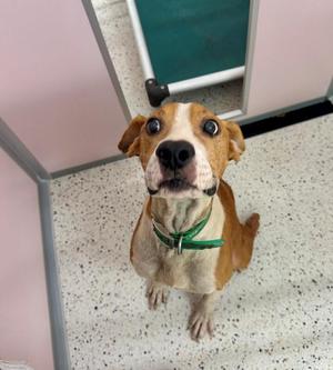 Bud, Hound / Pit Bull Terrier, senior, available for adoption
