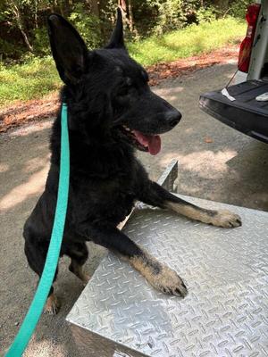 Griffon, German Shepherd Dog, adult, available for adoption