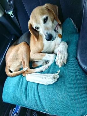 Tala, Hound, adult, available for adoption